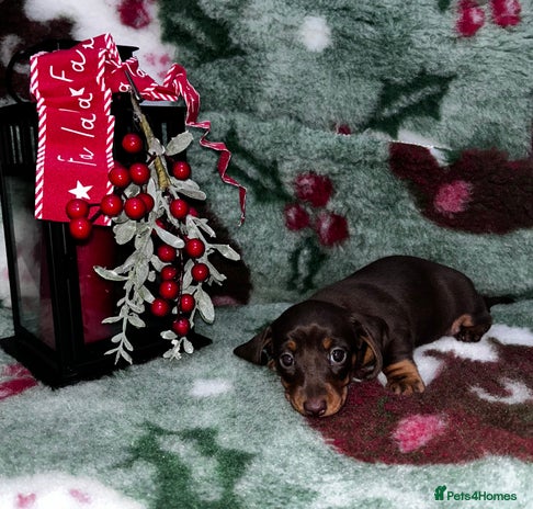 Miniature Dachshund dogs Miniature Smooth Dachshund Puppies - Advert 14