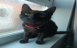 British Longhair cats for sale: 3 kittens for sale, preferably together - Image 10