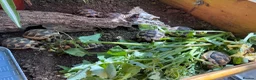 Tortoise reptiles for sale: Baby Marginated Tortoise Hatchlings - Advert 2