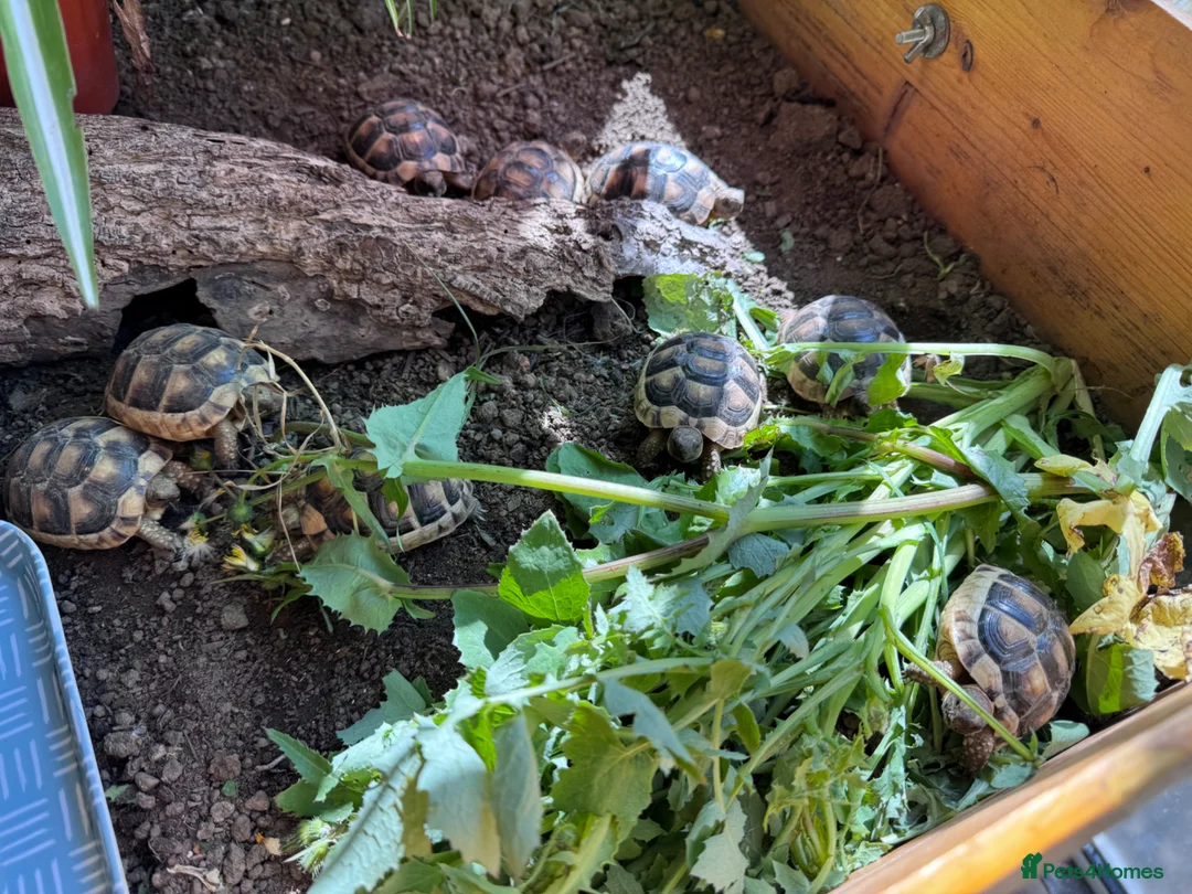 Tortoise reptiles for sale: Baby Marginated Tortoise Hatchlings - Advert 2
