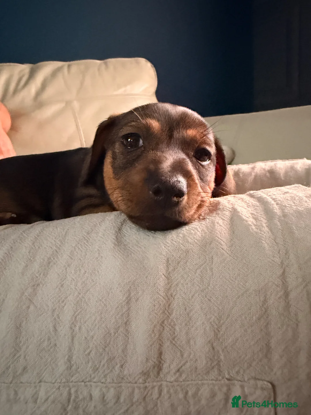 Mixed Breed dogs for sale: Gorgeous Female Pup (Last One)  in Norwich - Advert 9