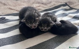 Mixed Breed cats for sale: Beautiful kittens for sale  - Image 2