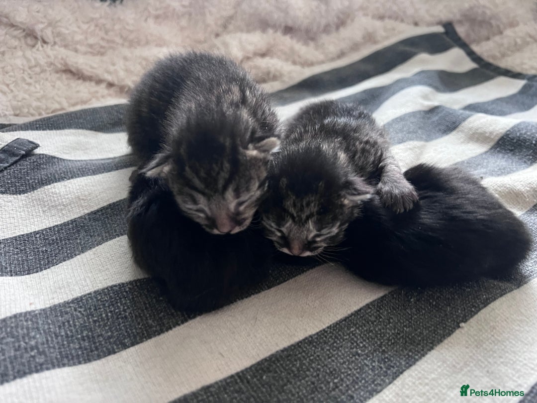 Mixed Breed cats for sale: Beautiful kittens for sale  - Image 2