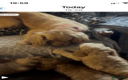 Cockapoo dogs for sale: Cockapoo Puppies - Image 5