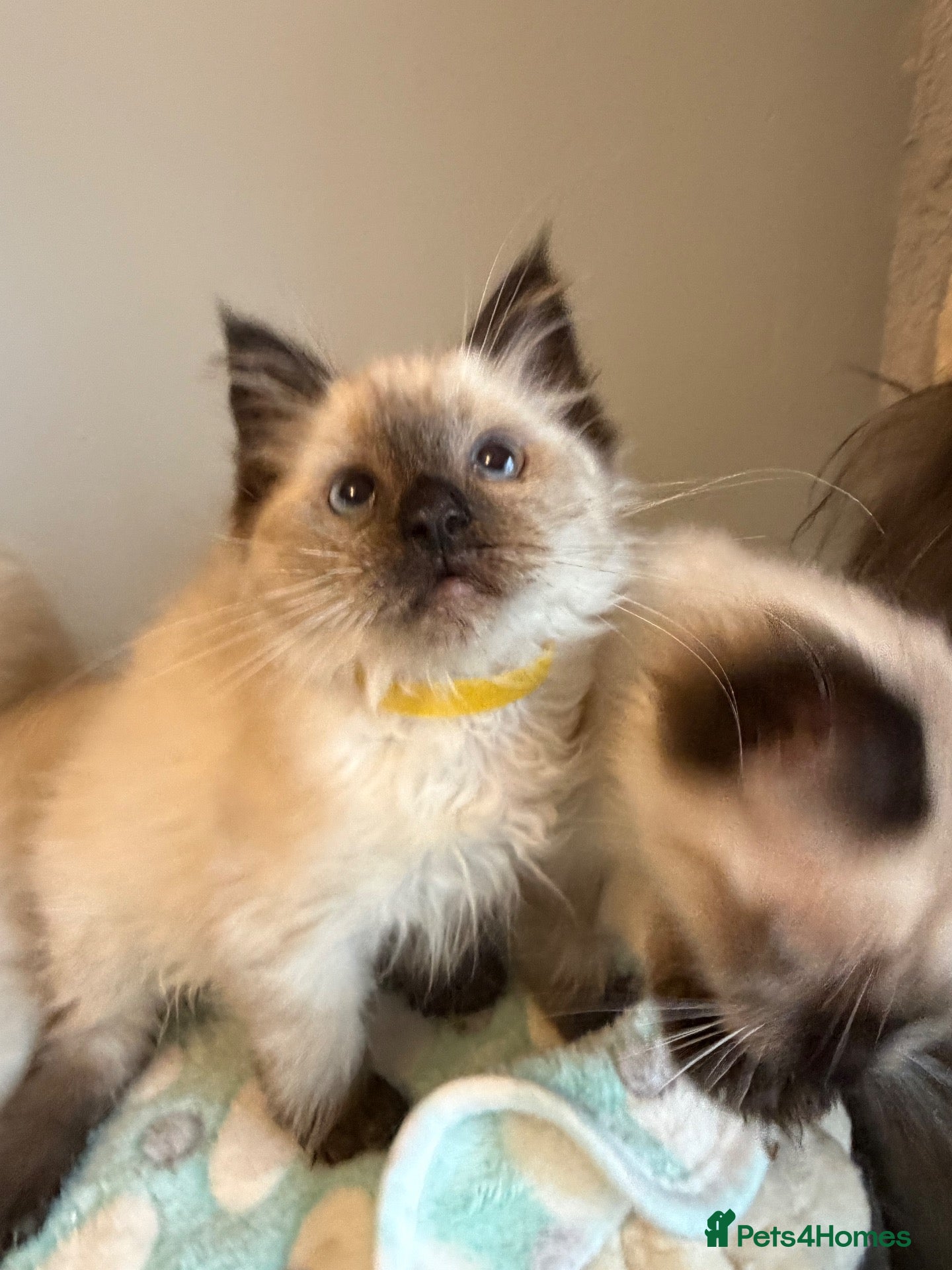 Ragdoll cats Beautiful ragdoll kittens Parents DNA tested & -ve - Advert 11