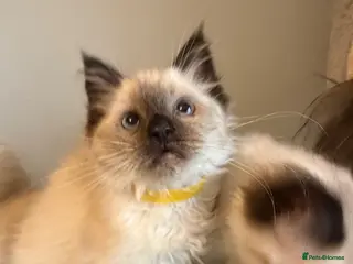 Ragdoll cats Beautiful ragdoll kittens Parents DNA tested & -ve - Advert 11