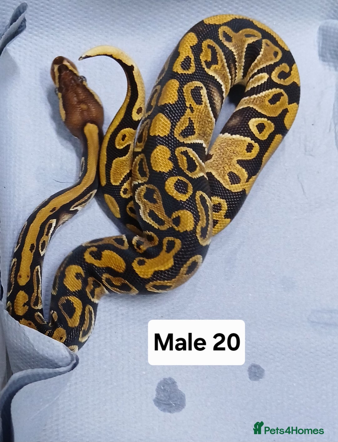 Python Snake reptiles for sale: Royal Python Morphs Males - Image 10