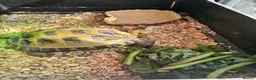 Tortoise reptiles for sale: Horsefield Tortoise in Coventry - Advert 2