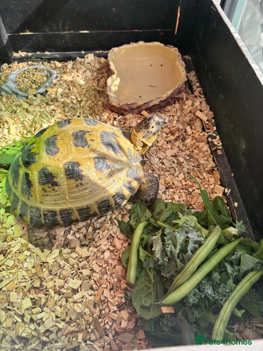 Tortoise reptiles for sale: Horsefield Tortoise in Coventry - Advert 2