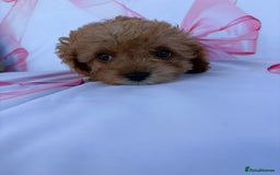 Cavapoo dogs for sale: 🐾💕💙STUNNING F1 CAVAPOOS 💙💕🐾 - Image 4