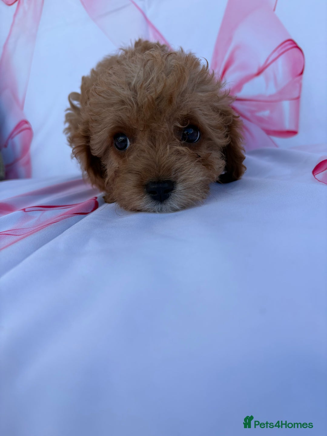 Cavapoo dogs for sale: 🐾💕💙STUNNING F1 CAVAPOOS 💙💕🐾 - Image 4