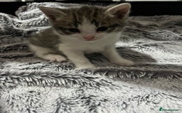 Domestic Shorthair cats for sale: 4 beautiful kittens for sale  - Image 6