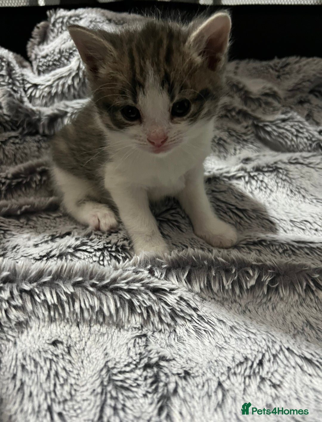Domestic Shorthair cats for sale: 4 beautiful kittens for sale  - Image 6