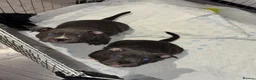 American Bully dogs for sale: Pocket bully puppies  - Advert 3