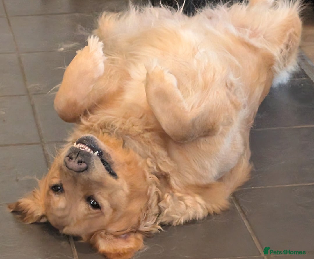 Golden Retriever dogs for sale: 4 YO Beautiful KC Health Tested Golden Retriever - Image 5