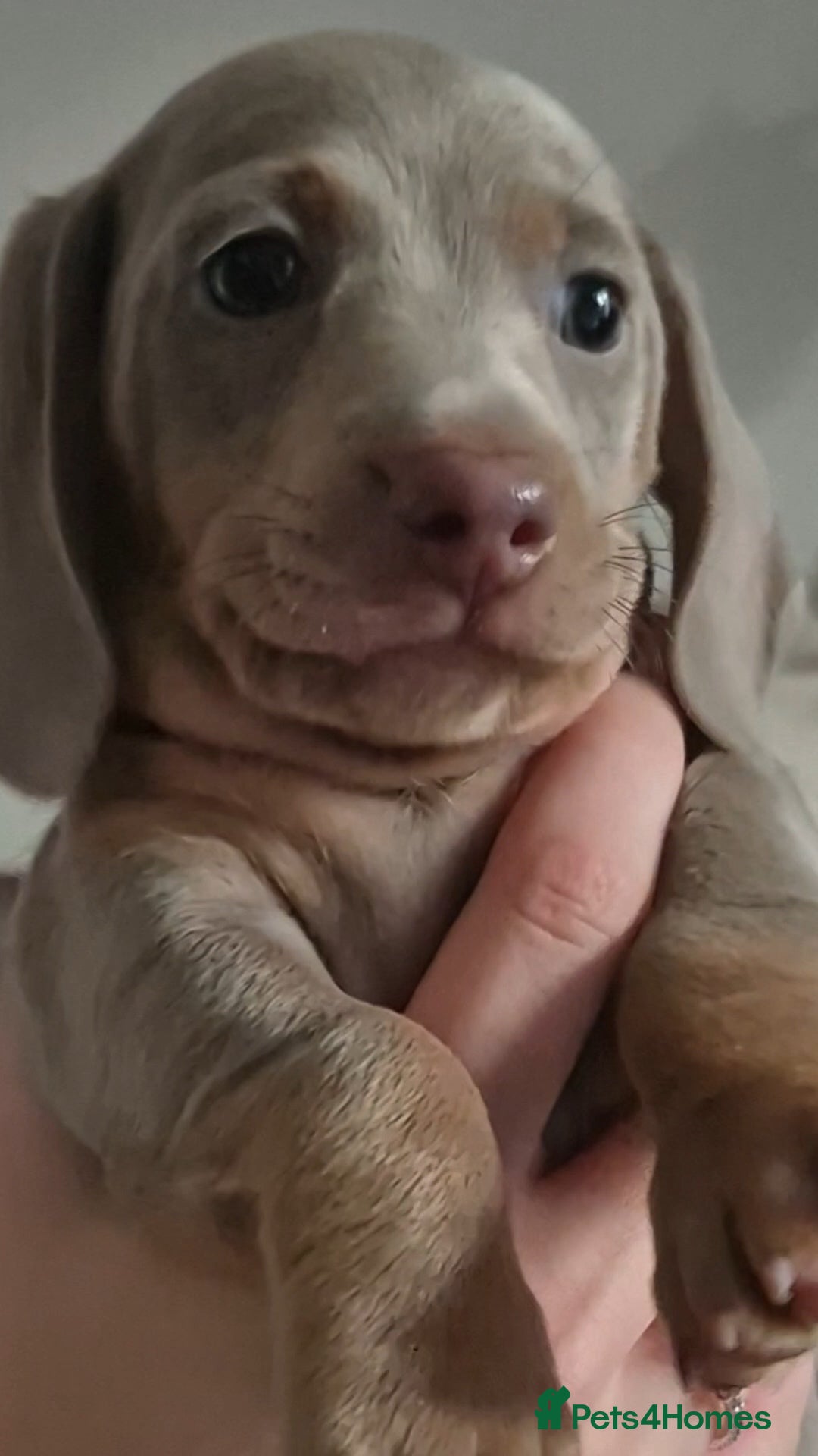 Miniature Dachshund dogs for sale: Ready soon Pedigree beautiful Mini Dachshund Girl  - Image 8