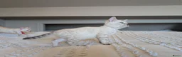 Bengal cats for sale: 🤍🩶 GORGEOUS BENGAL KITTENS 🩶🤍 - Advert 23