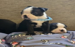 Boston Terrier dogs for sale: Boston Terrier 5* puppies - Image 35