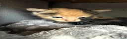 Domestic Shorthair cats for sale: Kittens for sale (including ginger females!) - Advert 22