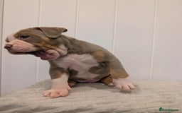 Old Tyme Bulldog dogs for sale: Kyro & Lyla Litter Old Tyme Old English Bullgdog - Image 25