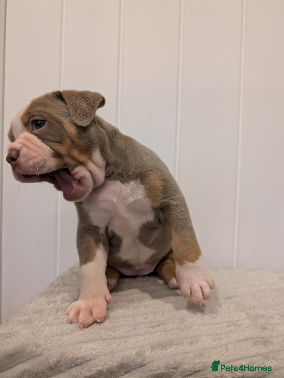 Old Tyme Bulldog dogs for sale: Kyro & Lyla Litter Old Tyme Old English Bullgdog - Image 25