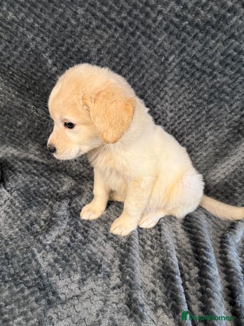 Golden Retriever dogs - Advert 3