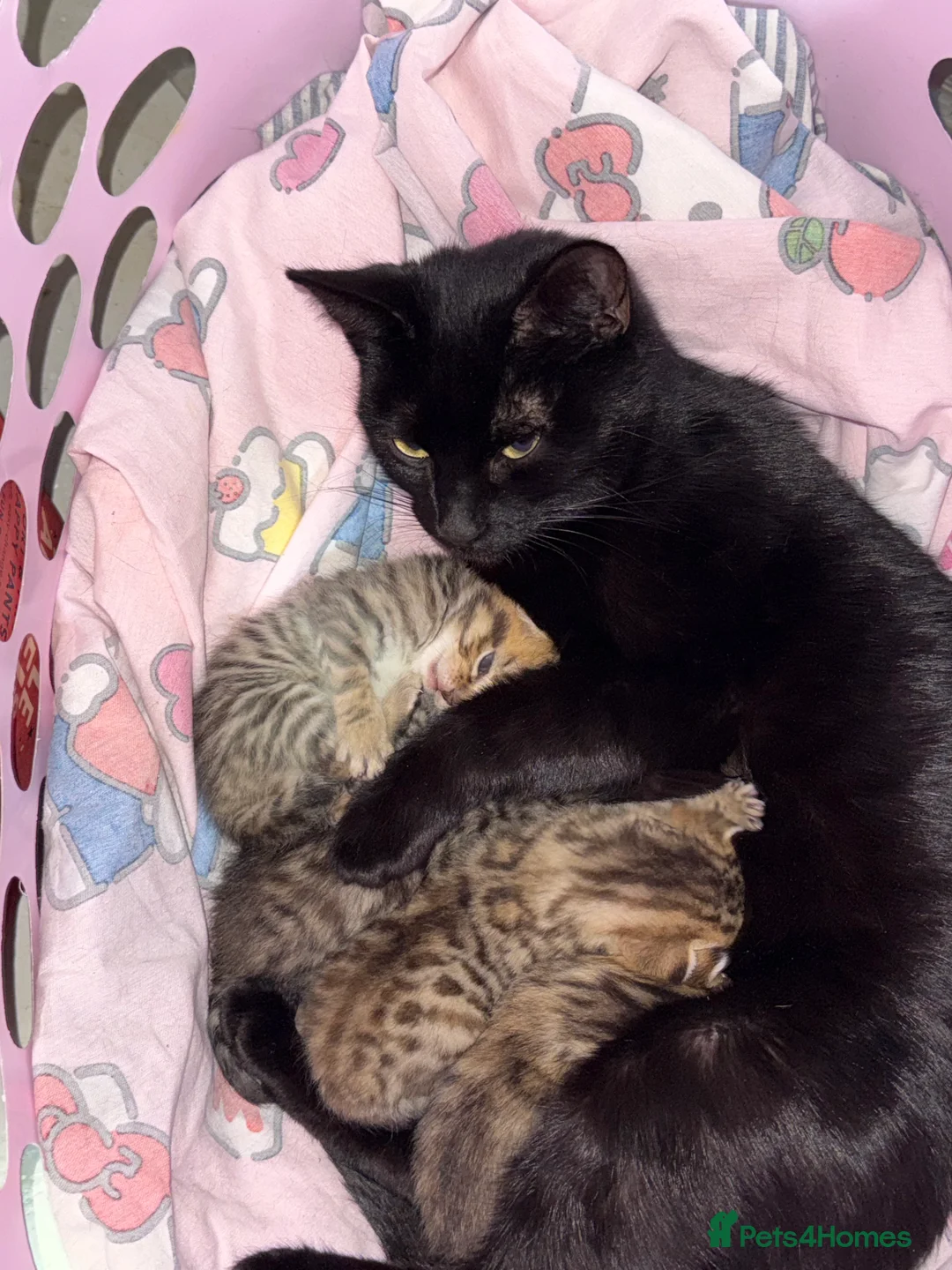 Mixed Breed cats for sale: Mixed gender kittens - Advert 8