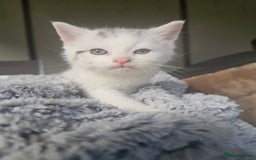 Russian Blue cats for sale: Lovley Russian blue  - Image 20