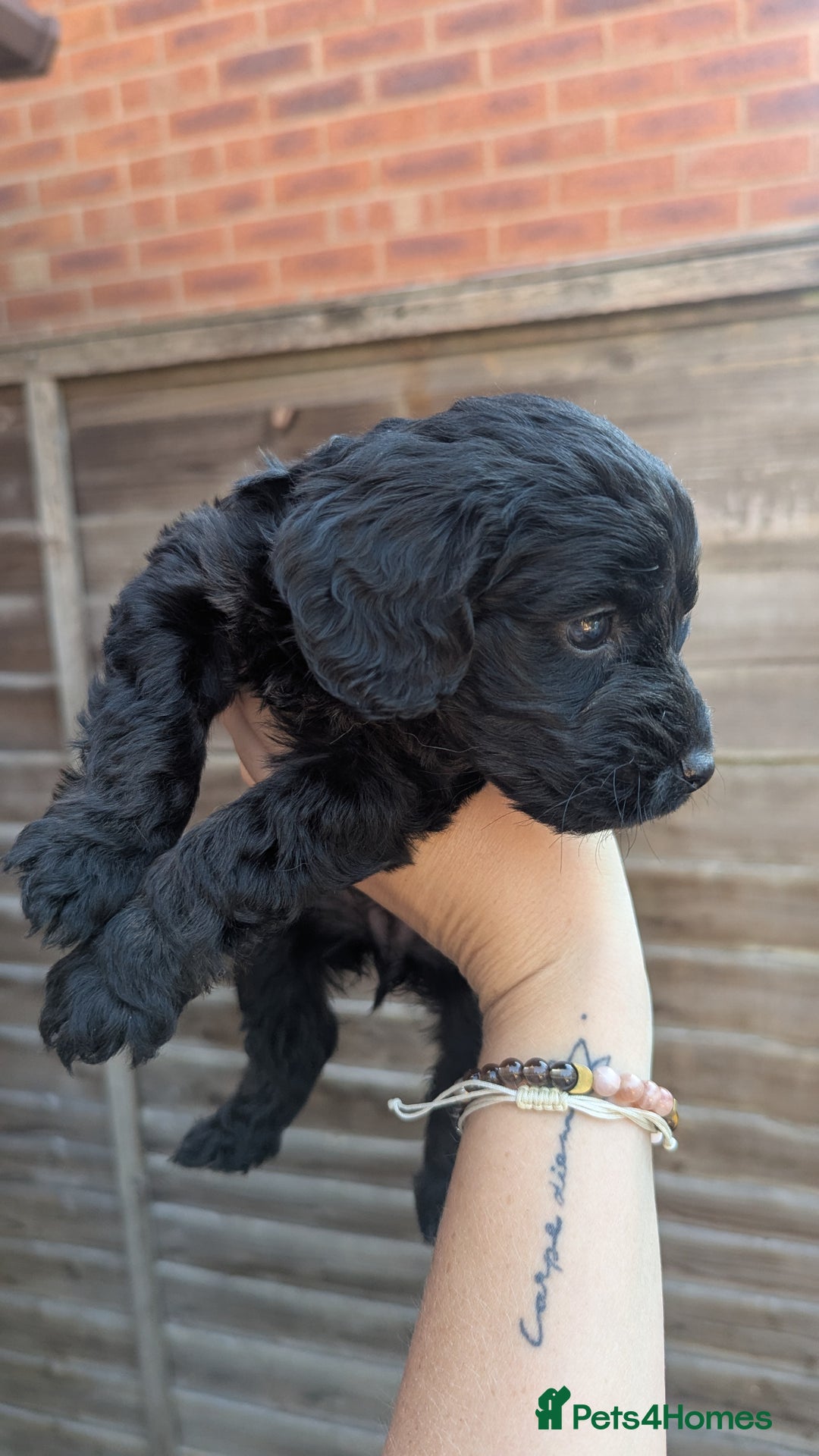 Cockapoo dogs for sale: Cockapoo Puppies (TOY) - Image 9