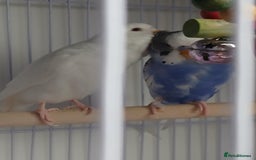Budgerigars birds for sale: Albino and budgie pair (Rare Colours) - Image 3