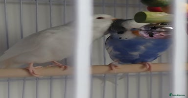 Budgerigars birds - Advert 4