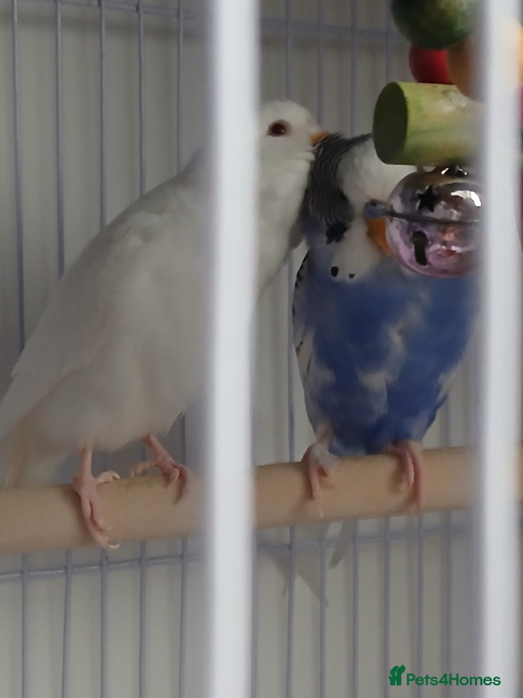 Budgerigars birds for sale: Albino and budgie pair (Rare Colours) - Image 3