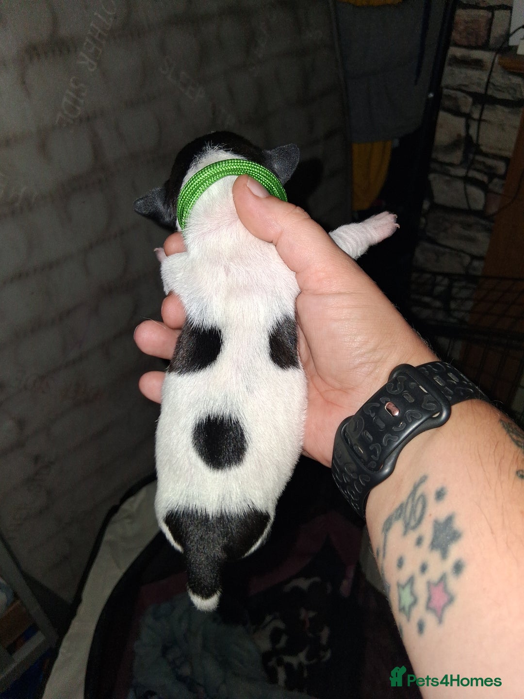 Mixed Breed dogs for sale: Jack Russell cross dachshund puppies  - Image 7
