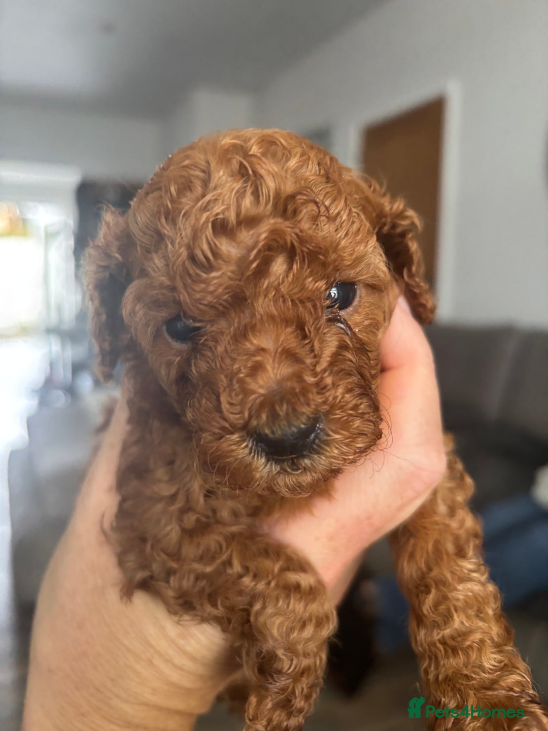 Miniature Poodle dogs for sale: Mini poodle puppies ready to leave Friday  in Swansea - Image 8