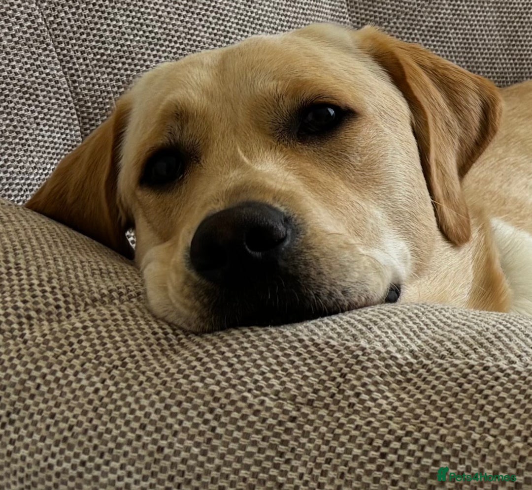 Labrador Retriever dogs for stud: Labrador Dog for stud - Advert 1