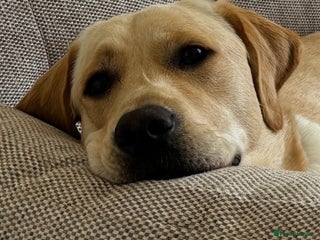 Labrador Retriever dogs Labrador Dog for stud - Advert 17