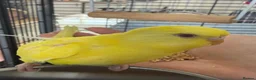 Budgerigars birds for sale: 4 beautiful budgies  in Warrington - Advert 4