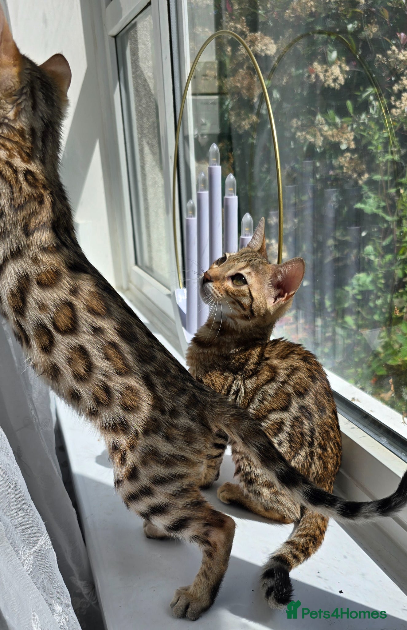 Bengal cats Ready NOW 2 girls and 2 ready from middle May - Advert 4