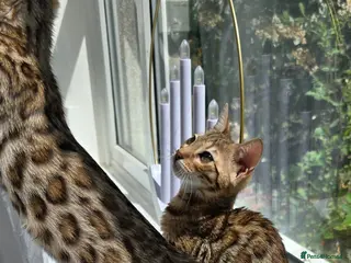 Bengal cats Ready NOW 2 girls and 2 ready from middle May - Advert 4