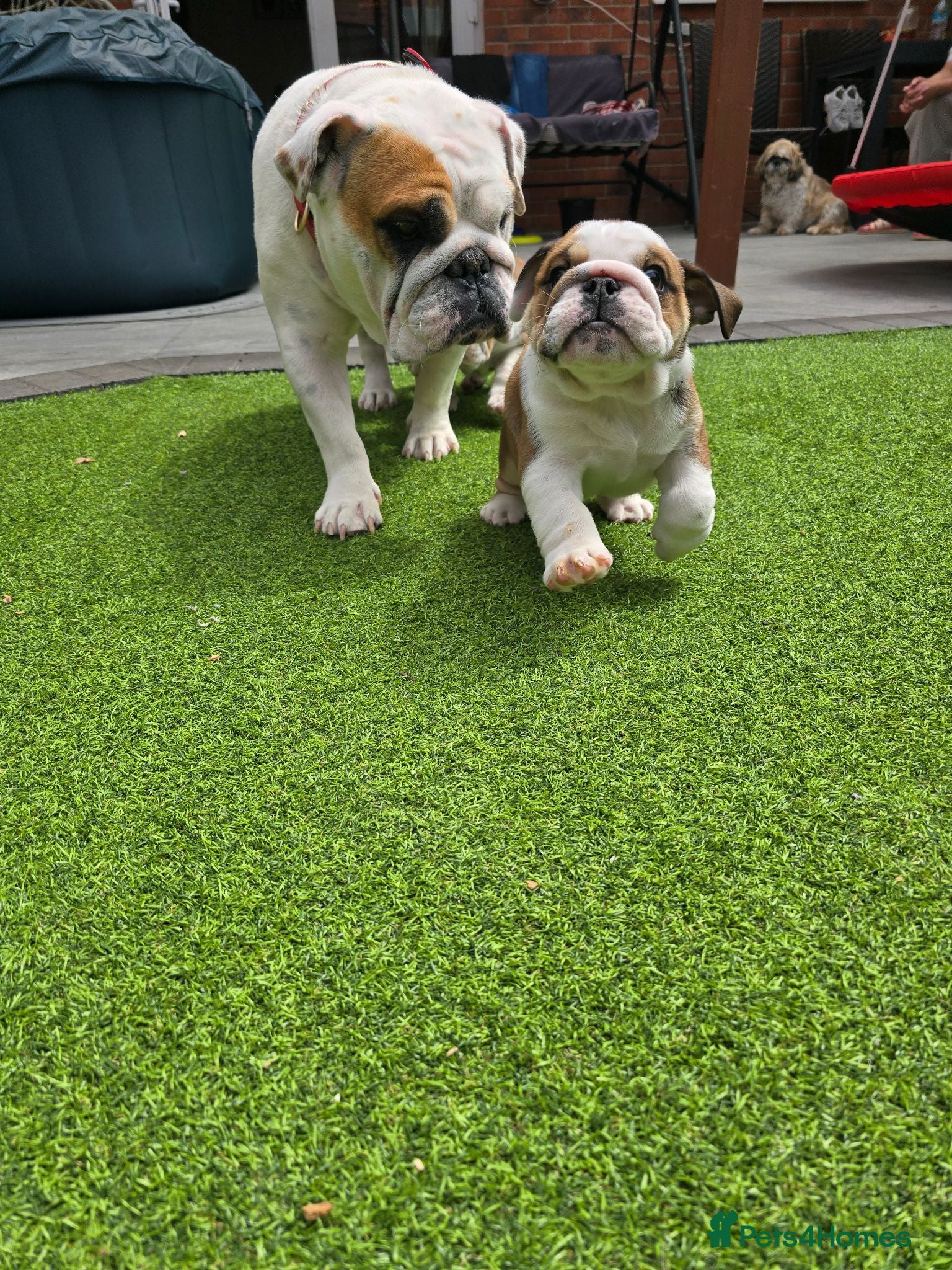 English Bulldog dogs 🐾 Beautiful KC Reg English Bulldog Puppies 🐶 - Advert 15
