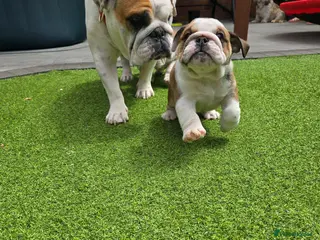 English Bulldog dogs 🐾 Beautiful KC Reg English Bulldog Puppies 🐶 - Advert 15