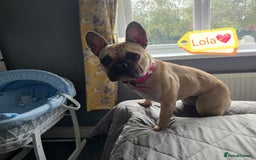 French Bulldog dogs for adoption: 💖🐶 LOLA 🐶💖 - Image 1
