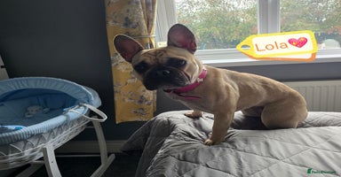 French Bulldog dogs 💖🐶 LOLA-SWEET & SOCIAL 1,5 YEARS OLD GIRL 🐶💖 - Advert 7