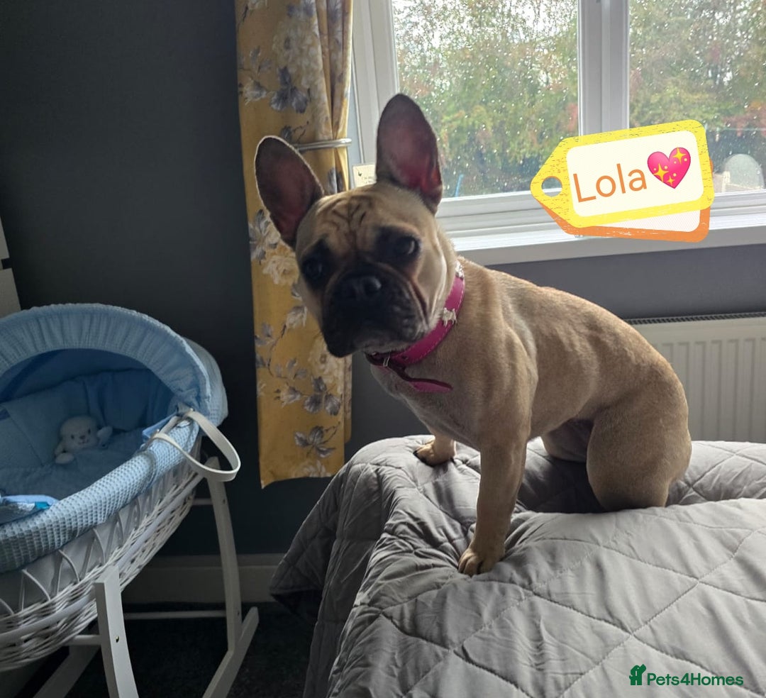 French Bulldog dogs for adoption: 💖🐶 LOLA 🐶💖 - Image 1