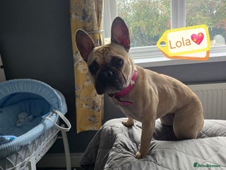 French Bulldog dogs 💖🐶 LOLA 🐶💖 - Advert 2
