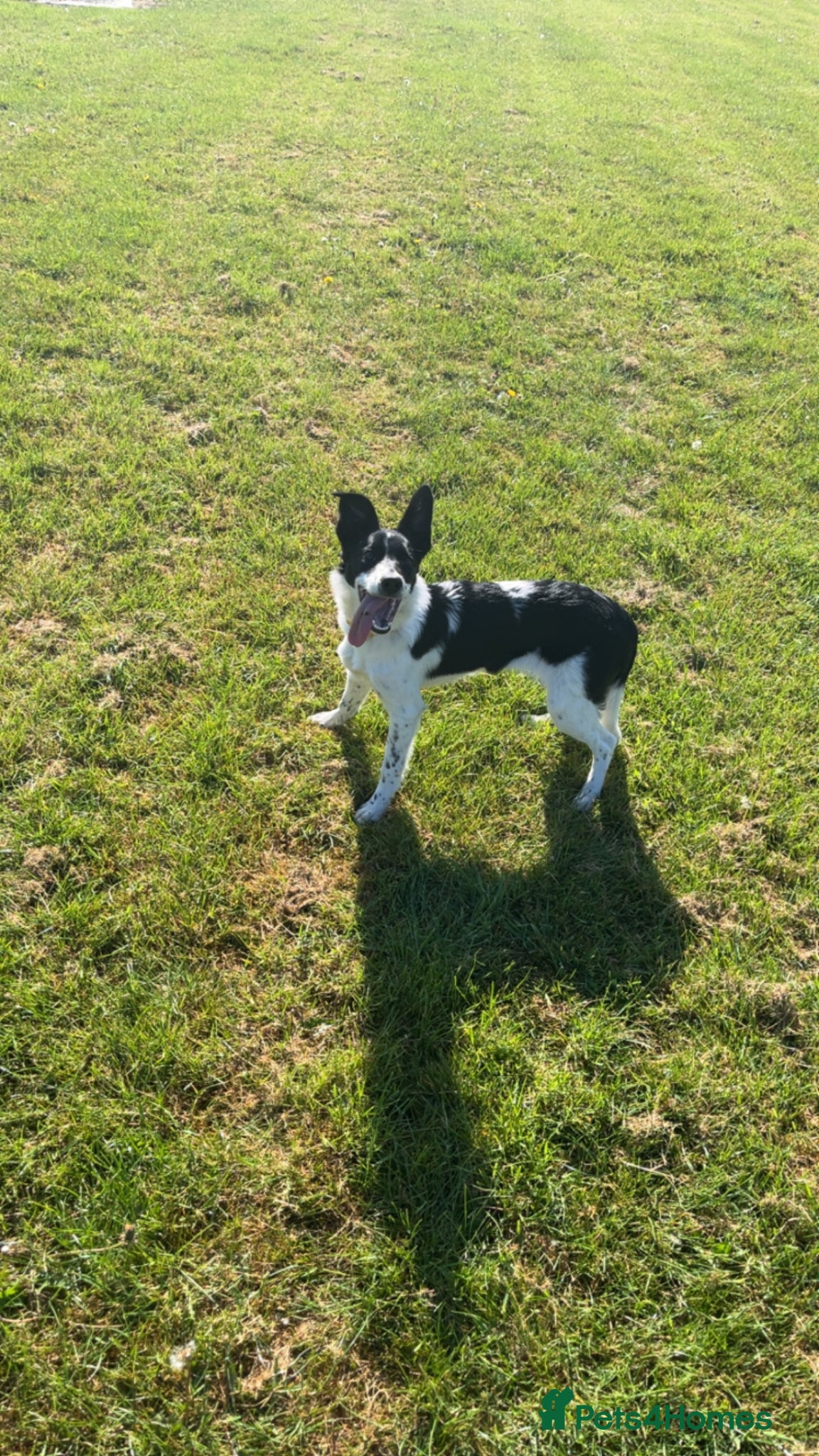 Border Collie dogs 1yo border collie bitch - Advert 11