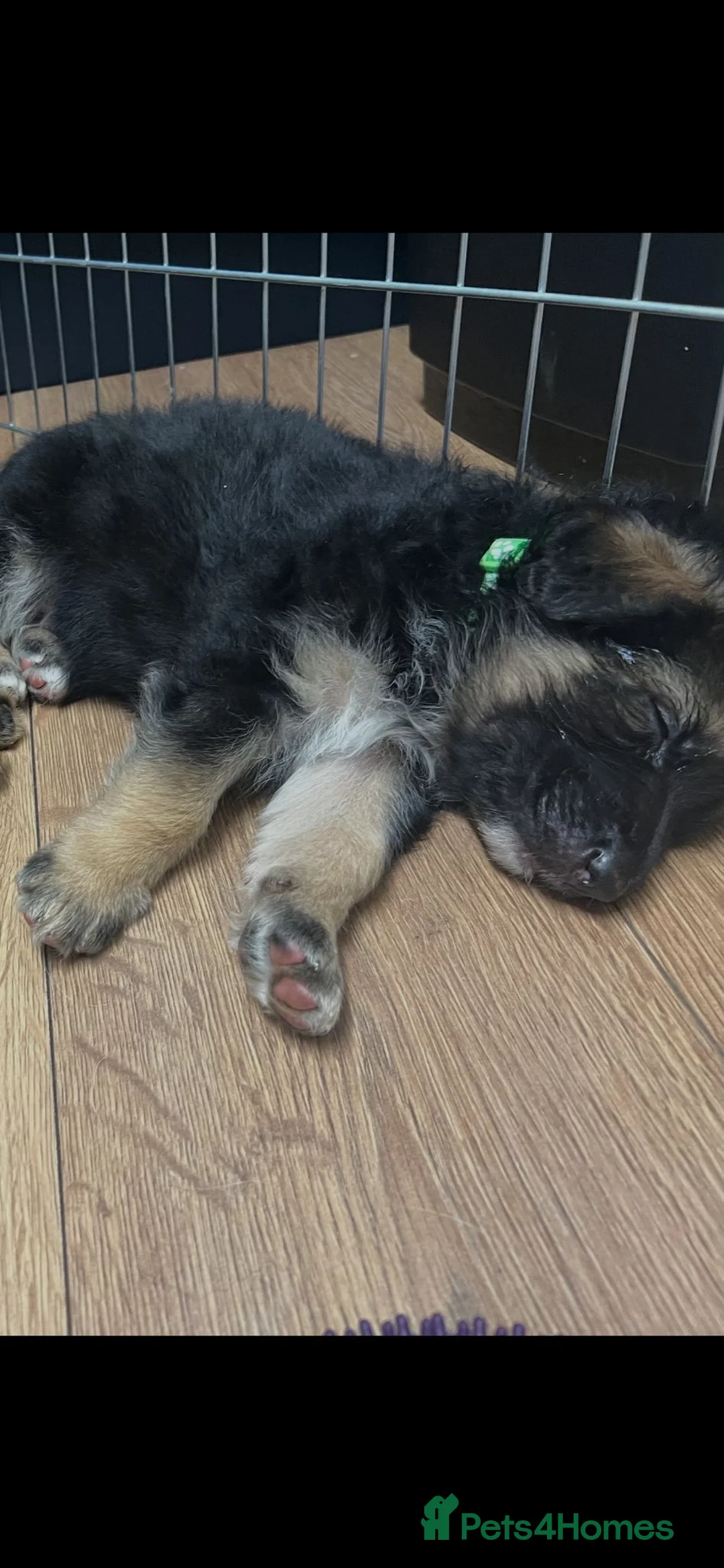 German Shepherd dogs for sale: KC ✨German shepherd puppies ready to go now - Advert 9