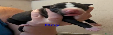 Whippet 2