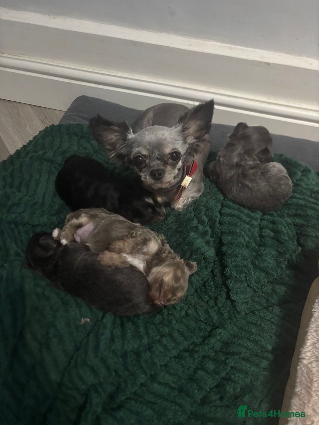 Chihuahua dogs for sale: Chihuahua pups - Advert 4