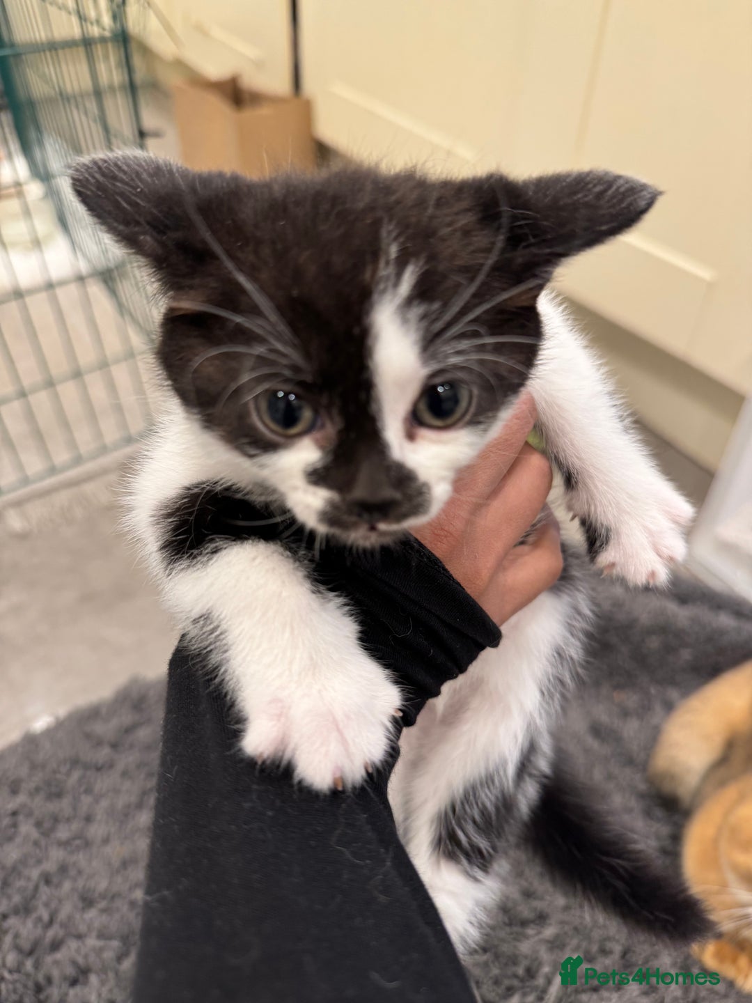 Bengal cats for sale: Bengal x British short hair kittens ready soon 15t - Advert 20